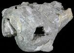 Bargain, Fossil Whelk - Rucks Pit, FL #69071-1